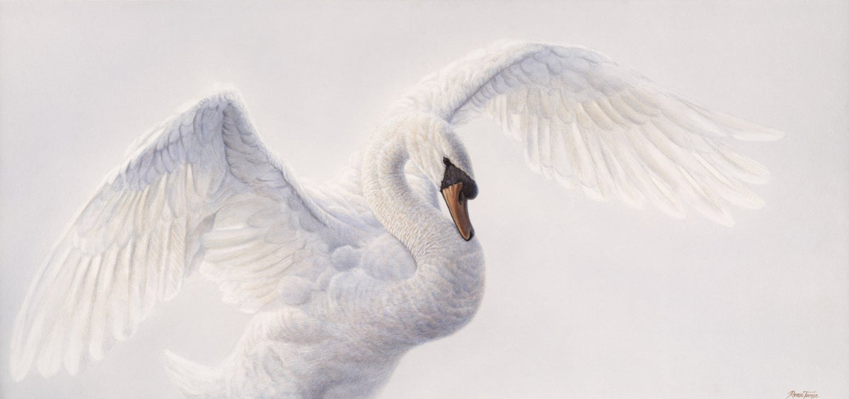 A Swan's Tale - Limited Edition Print - Renso Tamse Fine Art