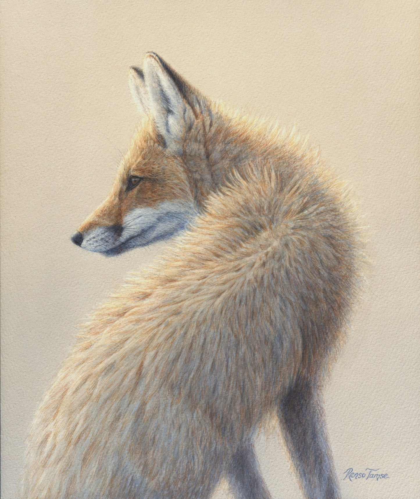 Brother Fox - Open Edition Print - Renso Tamse Fine Art