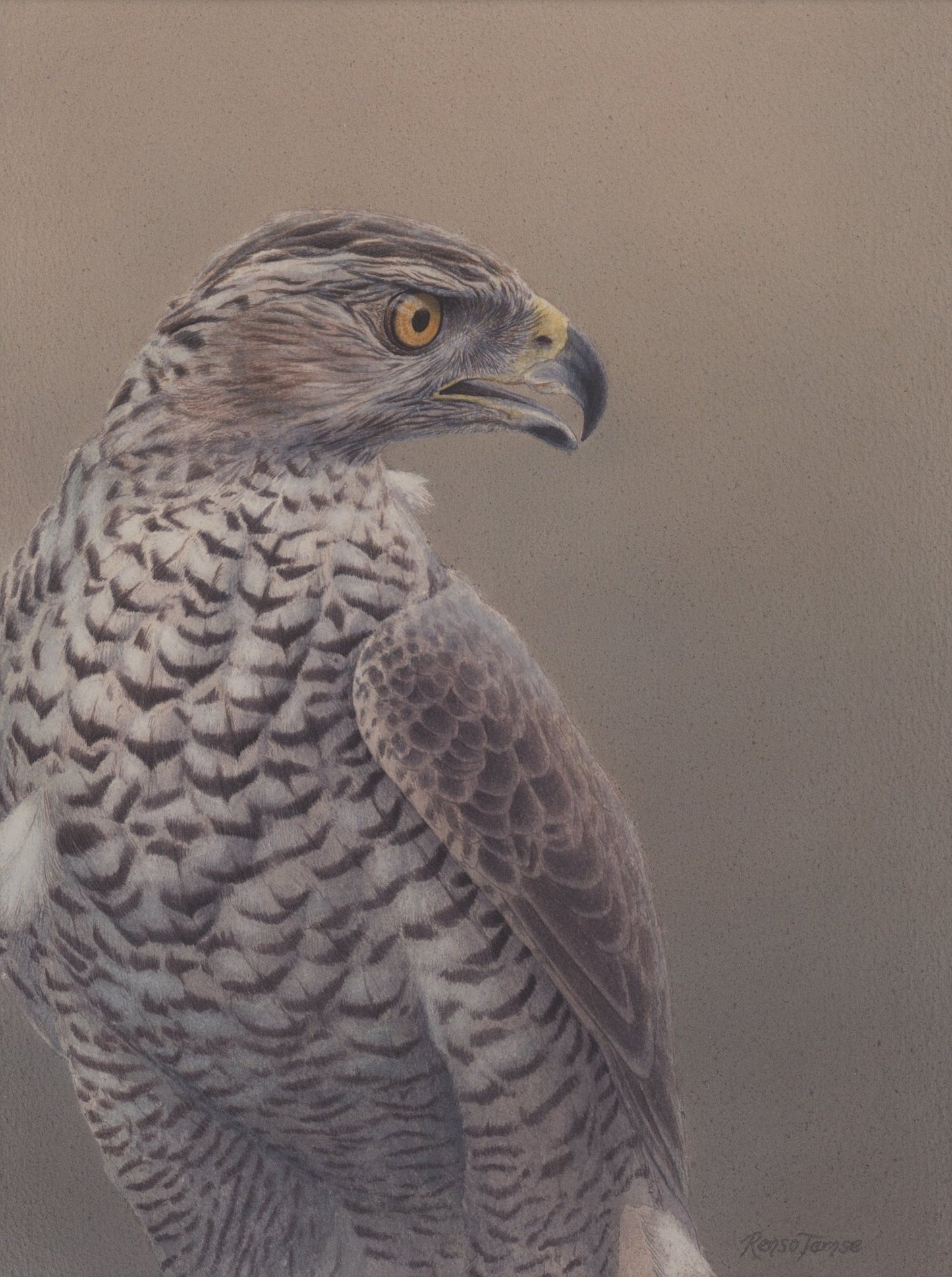 Goshawk - Open Edition Print - Renso Tamse Fine Art