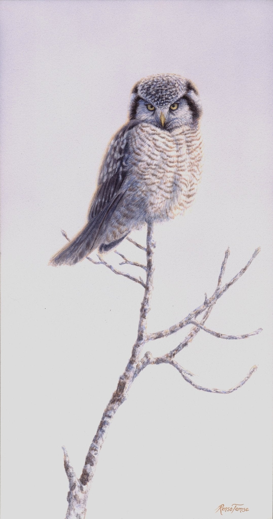 Northern Hawk Owl - Collector's Edition - Renso Tamse Fine Art