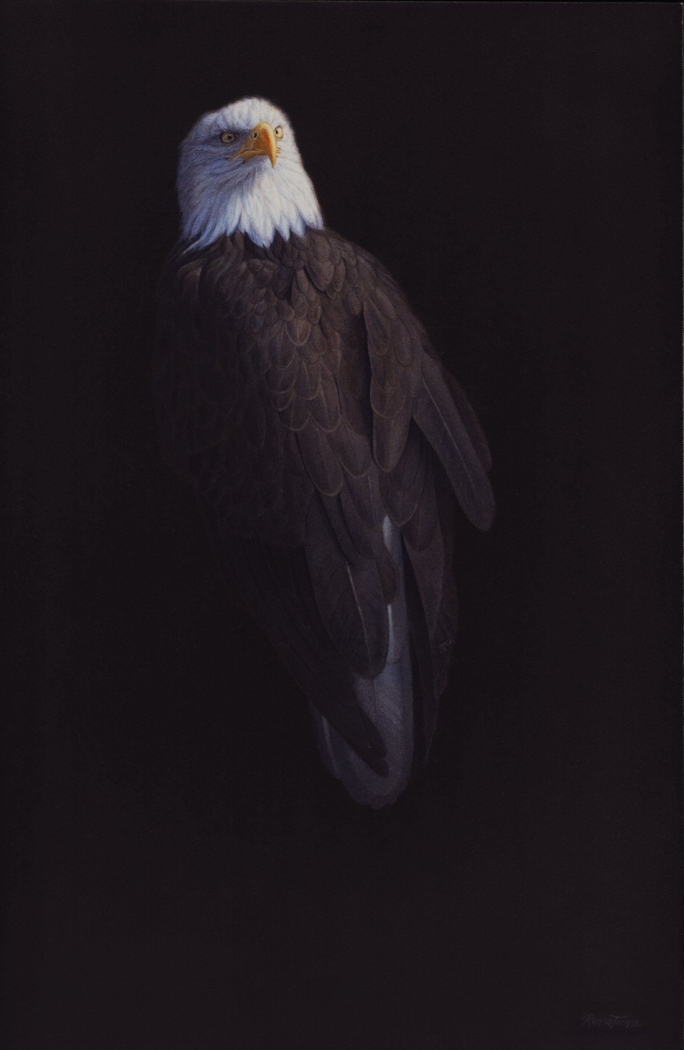 Sea Eagle 2 - Open Edition Print - Renso Tamse Fine Art