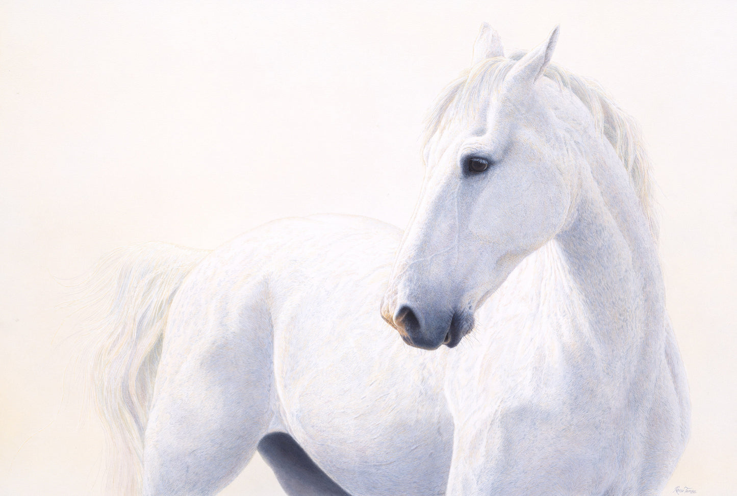 White and Wild - Limited Edition Print