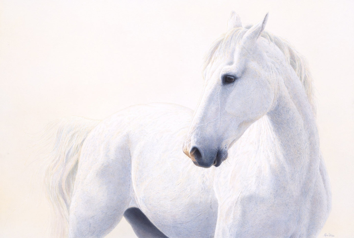 White and Wild - Limited Edition Print - Renso Tamse Fine Art