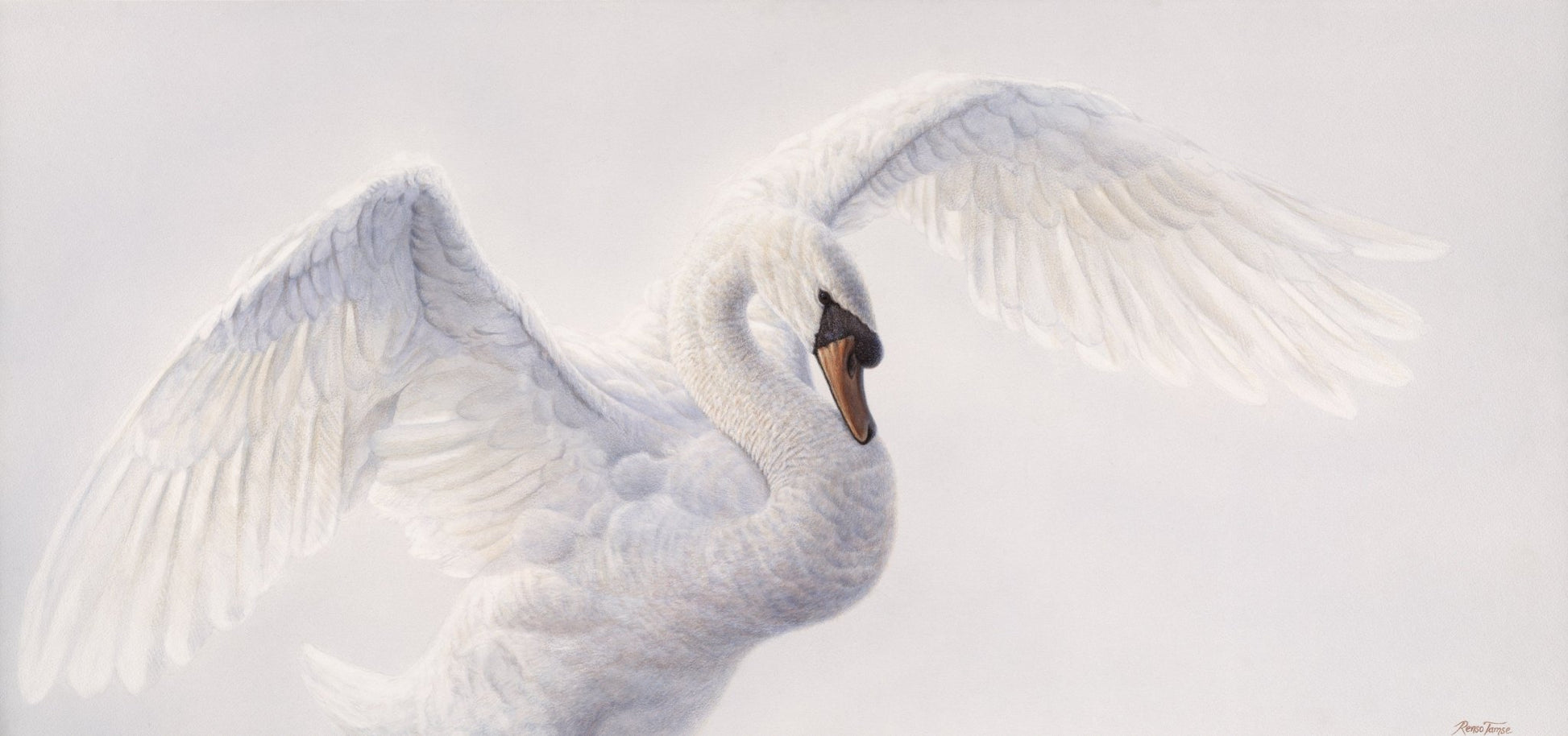 A Swan's Tale - Limited Edition Print - Renso Tamse Fine Art