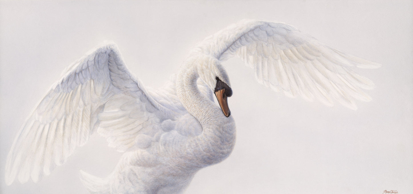 A Swan's Tale by Renso Tamse