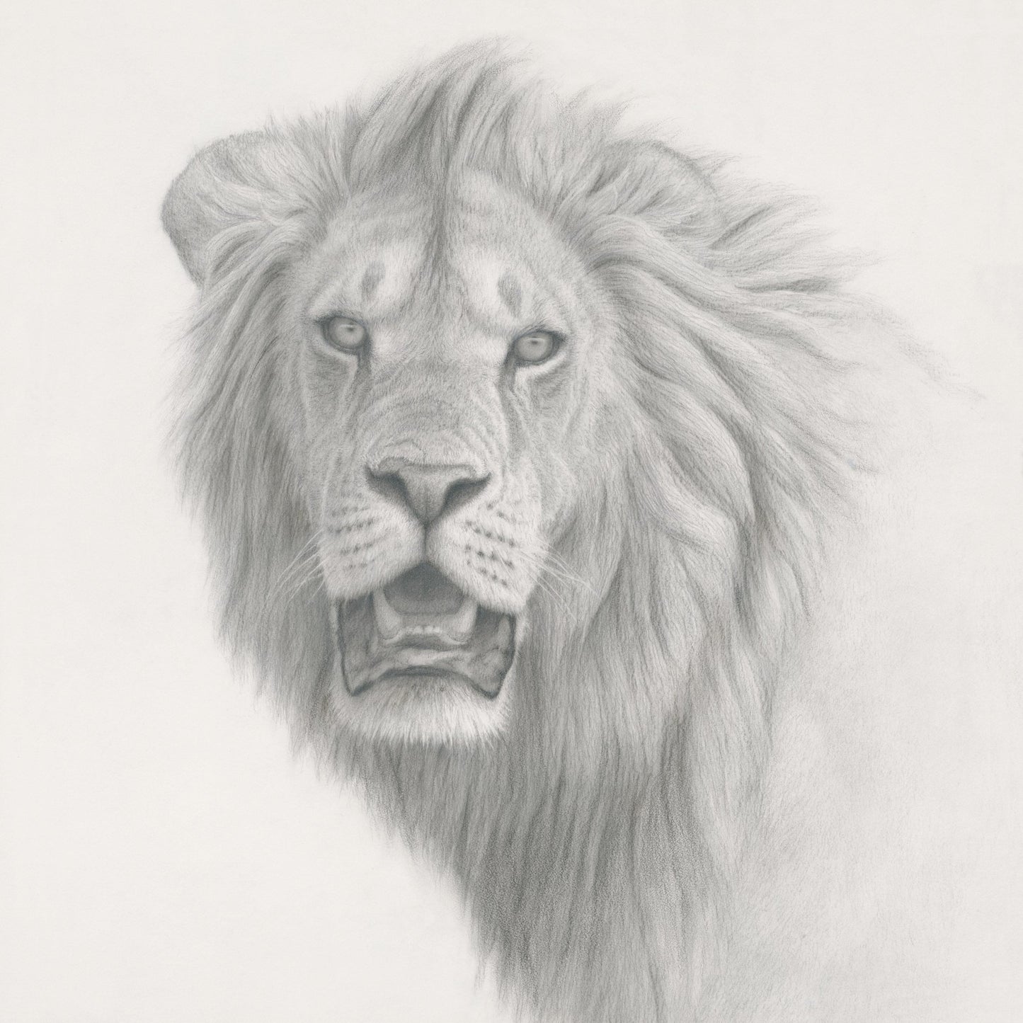 Lion Study - Collector's Edition - Renso Tamse Fine Art
