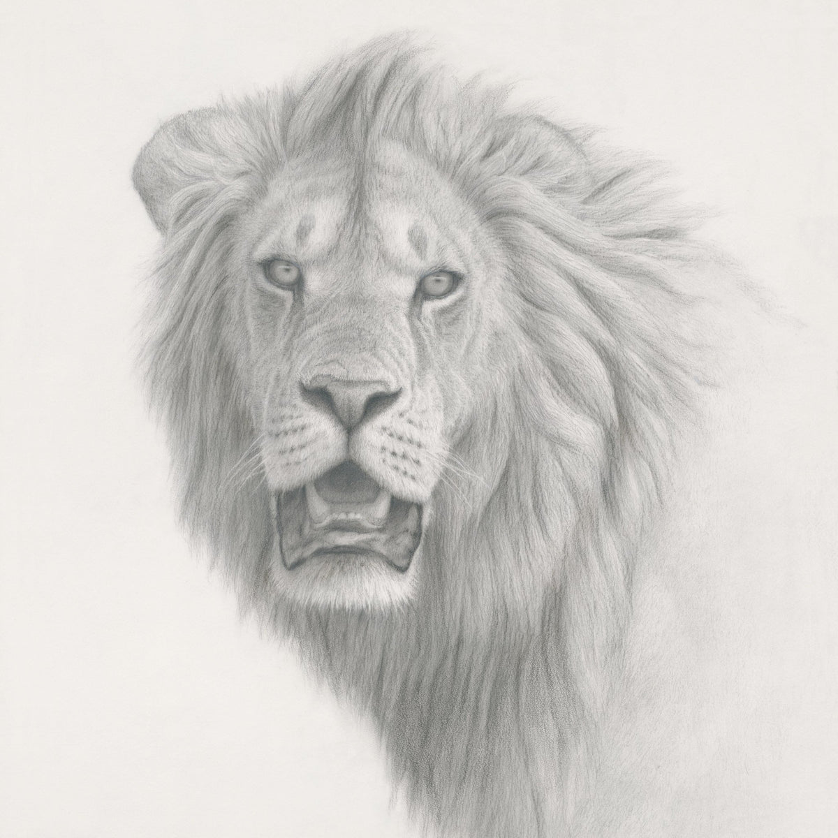 Lion Study - Limited Edition Print - Renso Tamse Fine Art