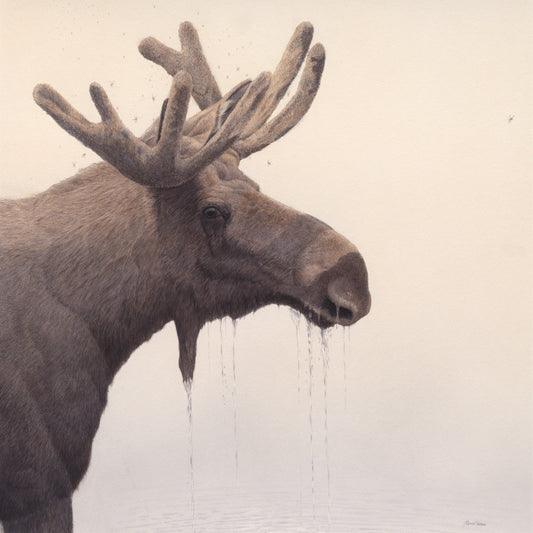 Mosquito Morning - Collector's Edition - Renso Tamse Fine Art