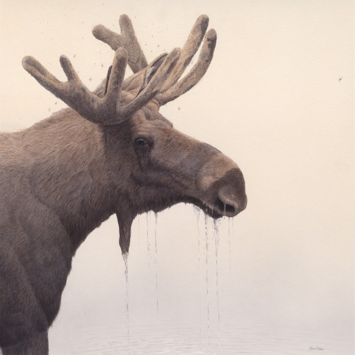 Mosquito Morning - Limited Edition Print - Renso Tamse Fine Art