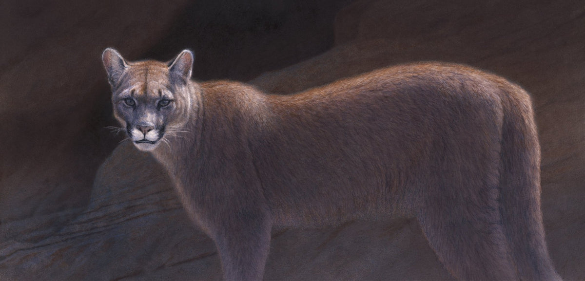 Mountain Lion 1 - Collector's Edition - Renso Tamse Fine Art