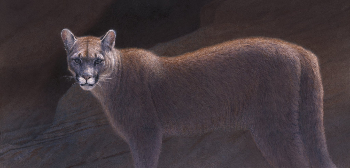 Mountain Lion 1 - Limited Edition Print - Renso Tamse Fine Art