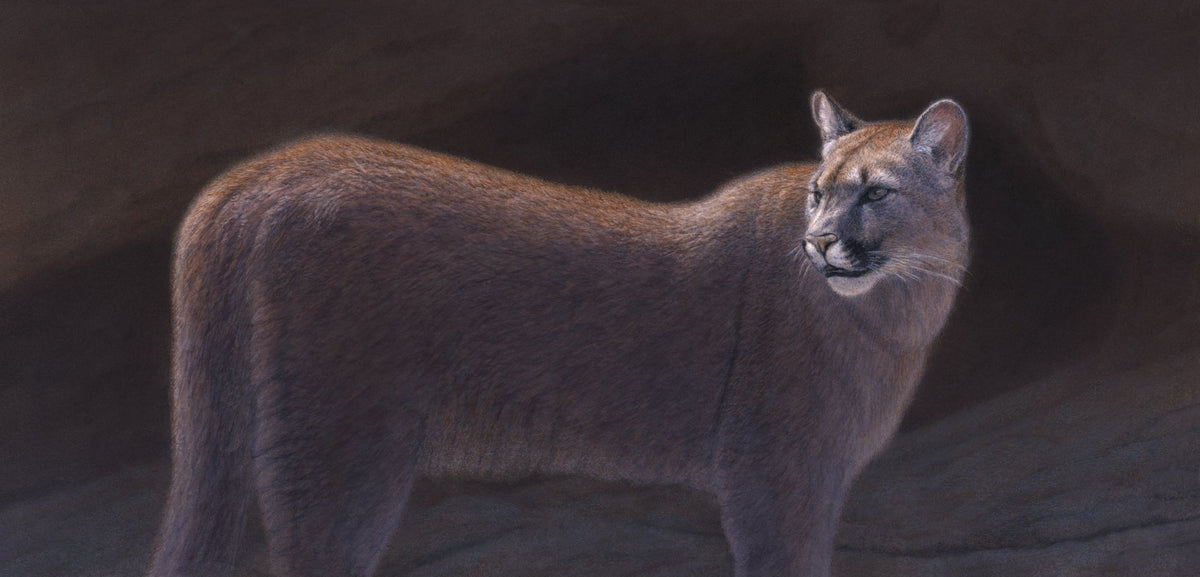 Mountain Lion 2 - Collector's Edition - Renso Tamse Fine Art
