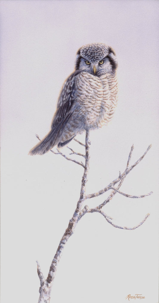 Northern Hawk Owl - Collector's Edition - Renso Tamse Fine Art