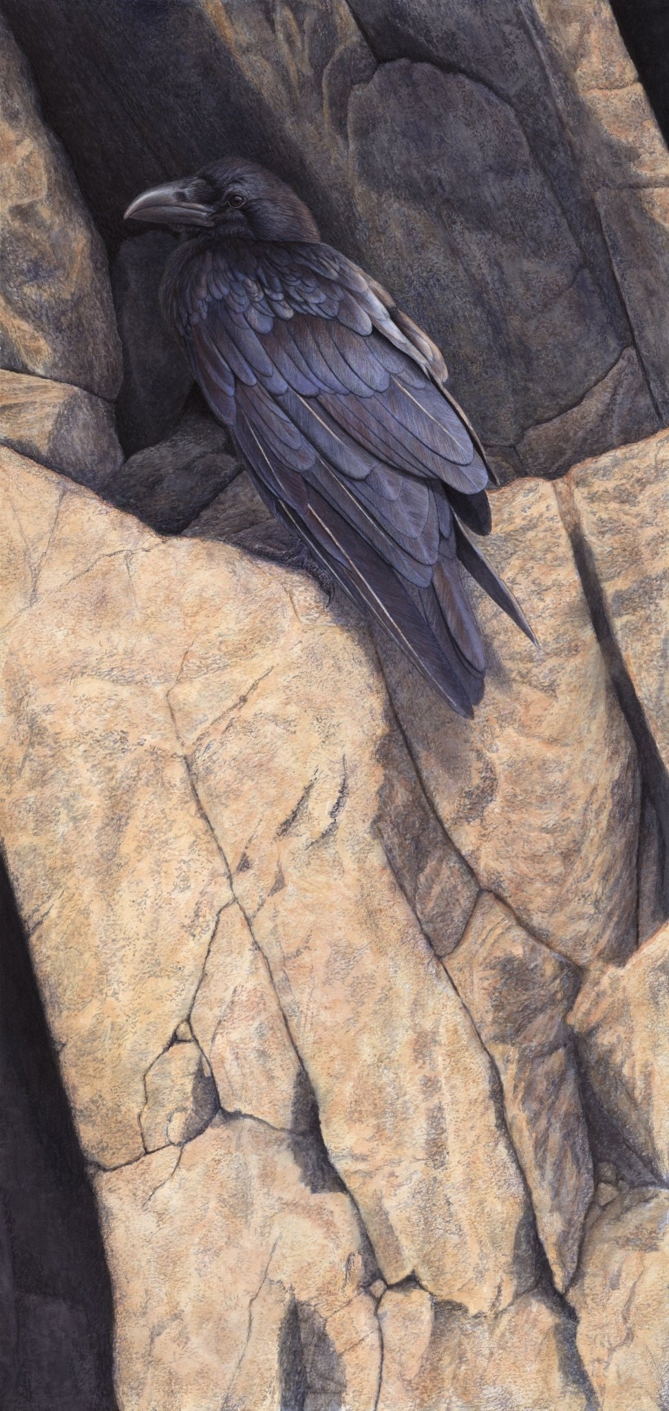 Raven - Open Edition Print - Renso Tamse Fine Art