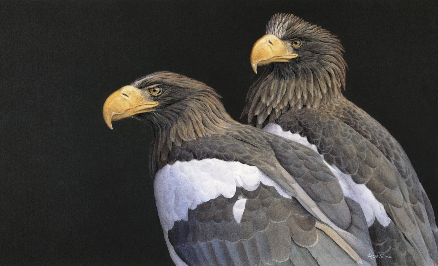 Stellers Eagles - Collector's Edition - Renso Tamse Fine Art