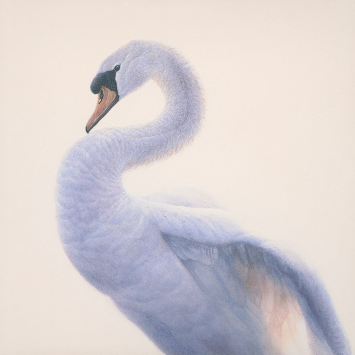 Swan Portrait - Limited Edition Print - Renso Tamse Fine Art