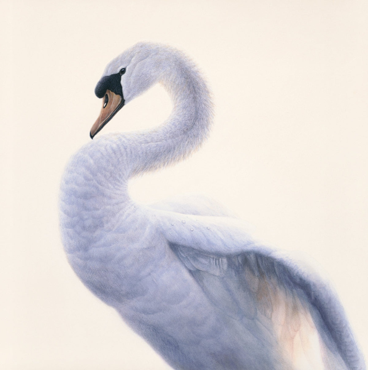 Swan Portrait - Limited Edition Print - Renso Tamse Fine Art