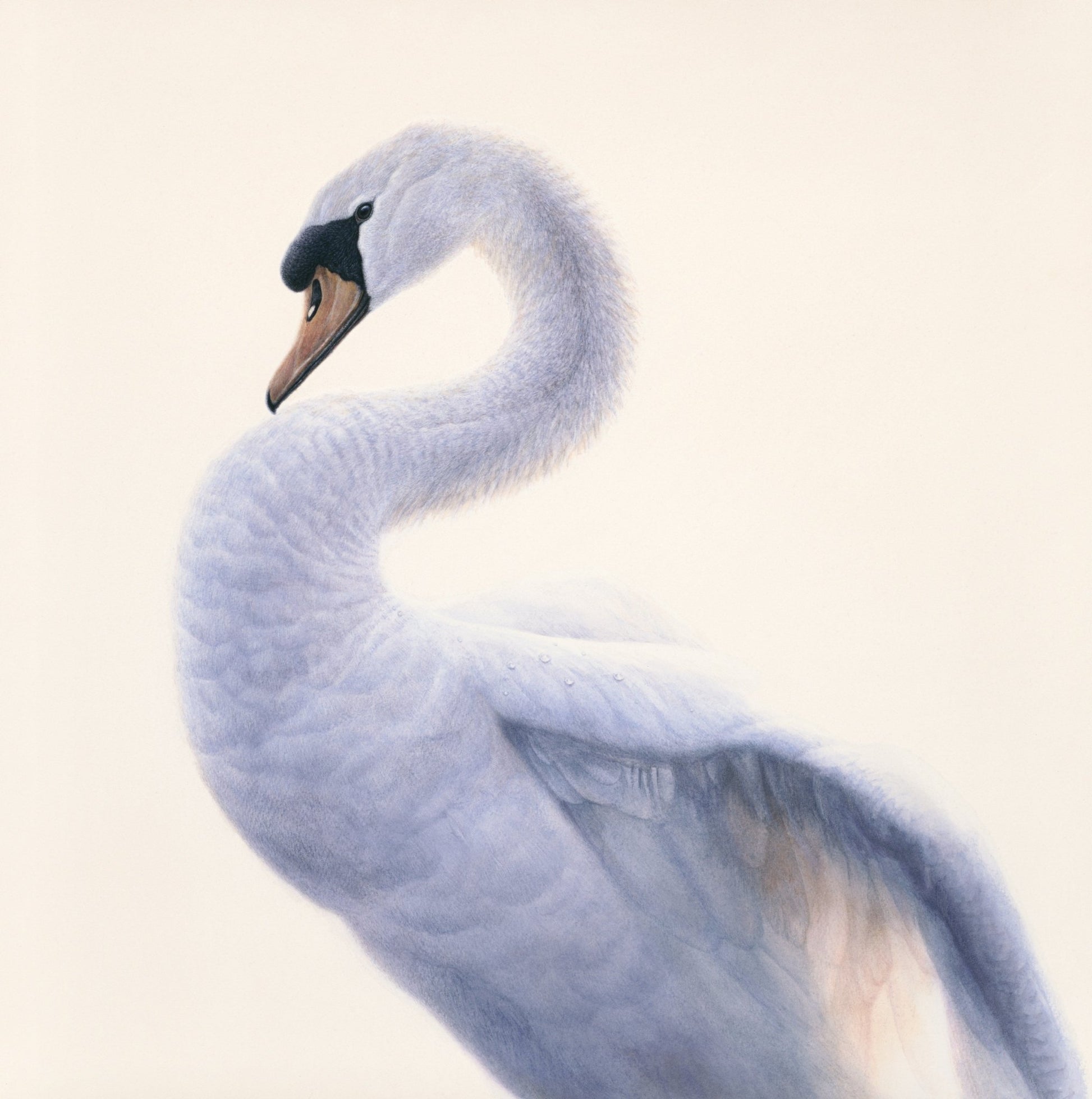 Swan Portrait - Limited Edition Print - Renso Tamse Fine Art