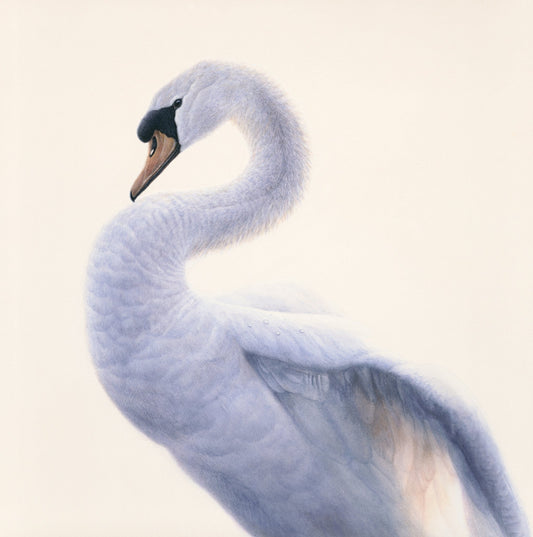 Swan Portrait - Open Edition Print - Renso Tamse Fine Art