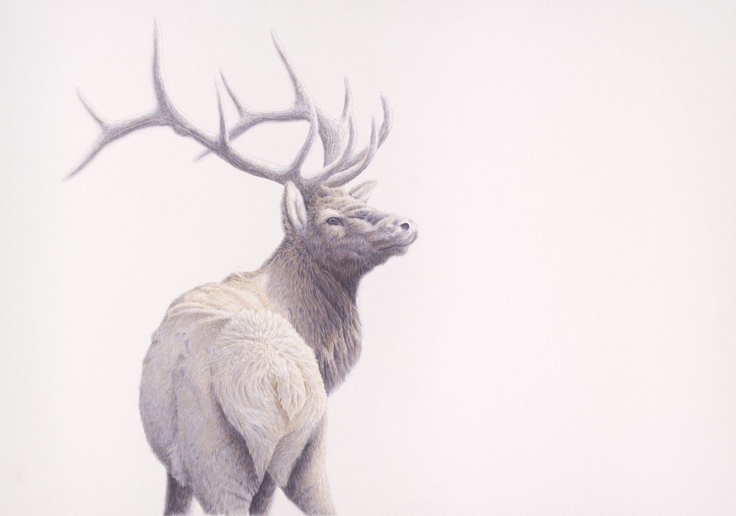 Wapiti - Open Edition Print - Renso Tamse Fine Art