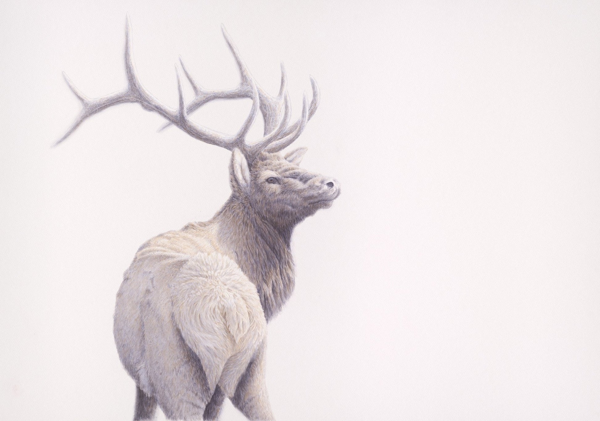 Wapiti - Open Edition Print - Renso Tamse Fine Art