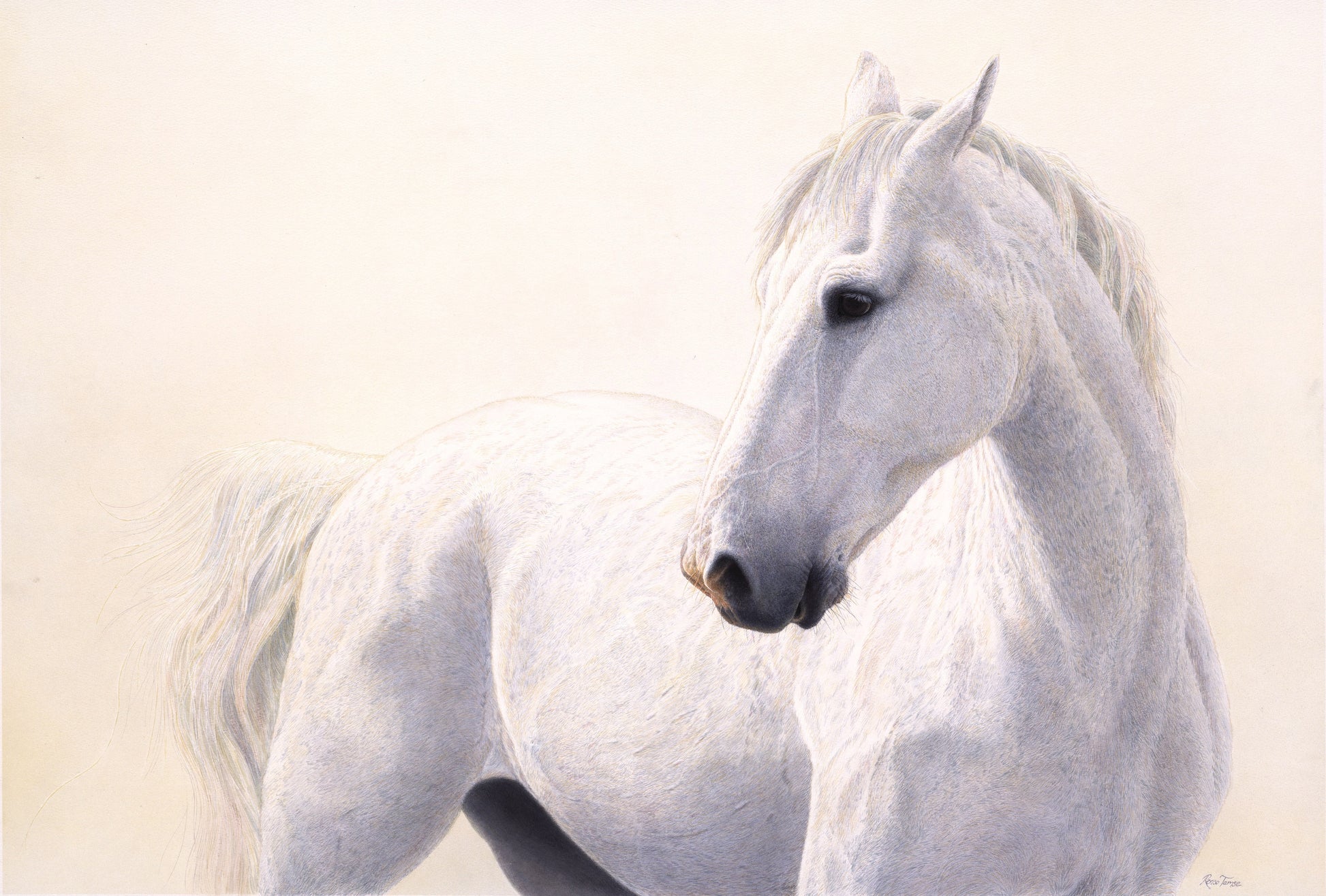 White and Wild by Renso Tamse