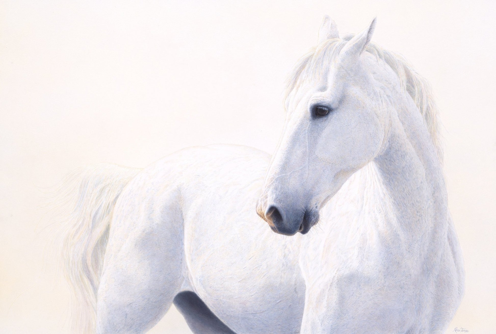 White and Wild - Limited Edition Print - Renso Tamse Fine Art