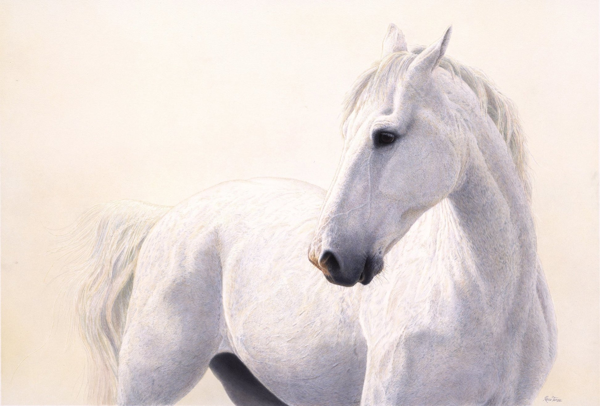 White and Wild - Limited Edition Print - Renso Tamse Fine Art