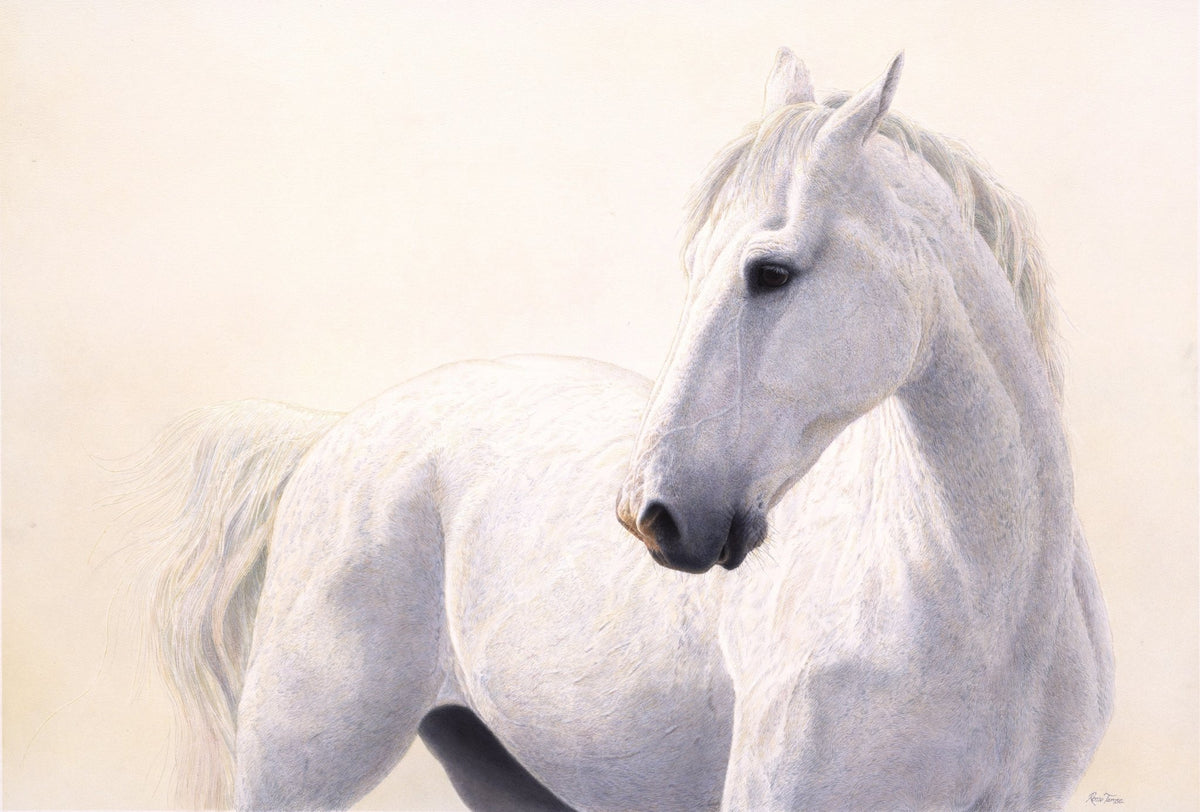 White and Wild - Open Edition Print - Renso Tamse Fine Art
