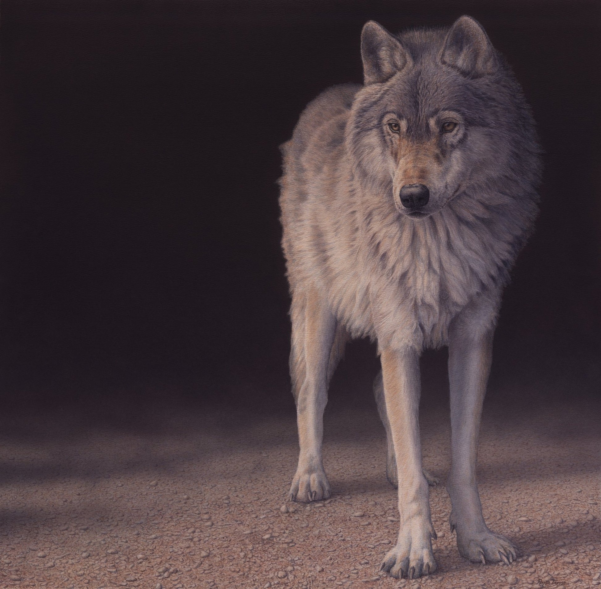 Wolf from Darkness - Open Edition Print - Renso Tamse Fine Art