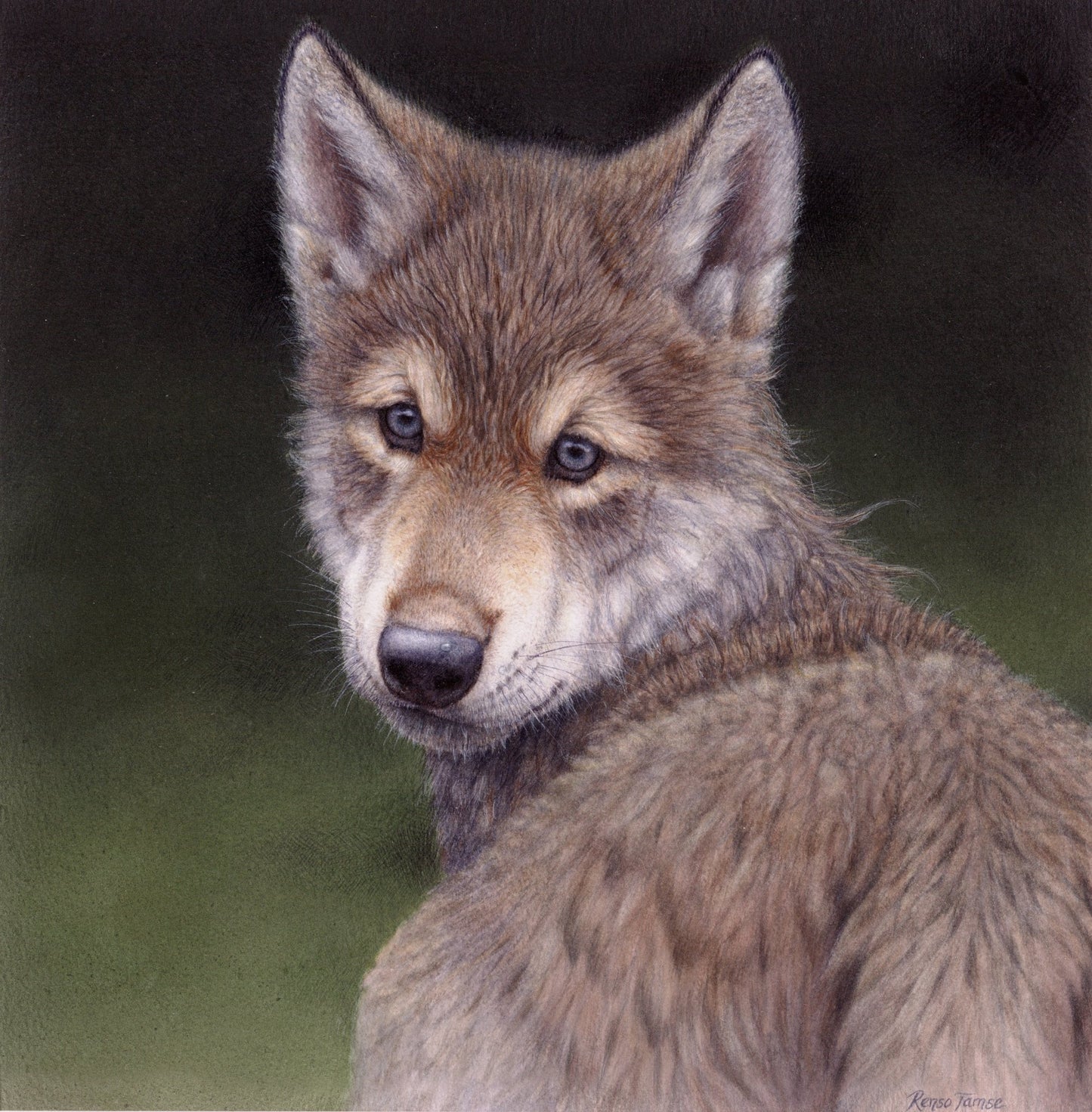Wolf Portrait - Open Edition Print - Renso Tamse Fine Art