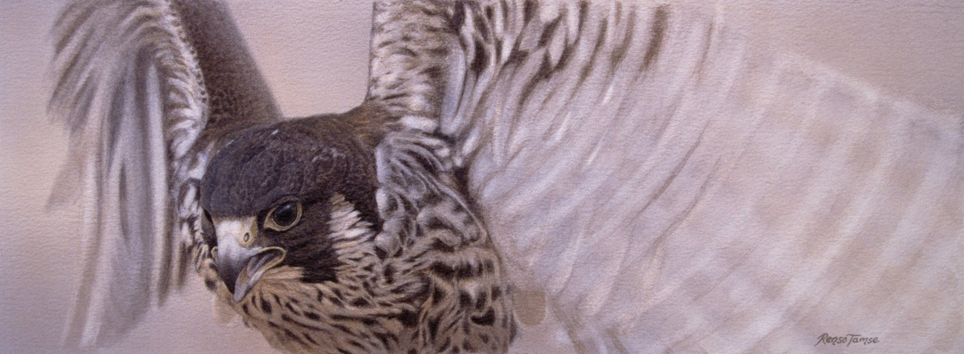Young Peregrine - Open Edition Print - Renso Tamse Fine Art